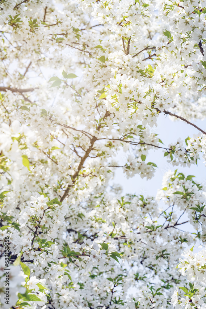 white cherry blossoms in spring white cherry blossoms in spring