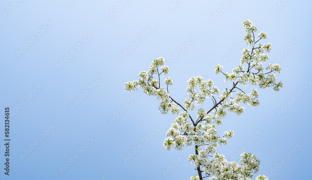 White cherry blossoms blooming in the blue sky White cherry blossoms blooming in the blue sky