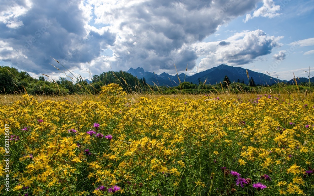 Wild flower meadow in mountain at day. Discover the beauty of spring nature