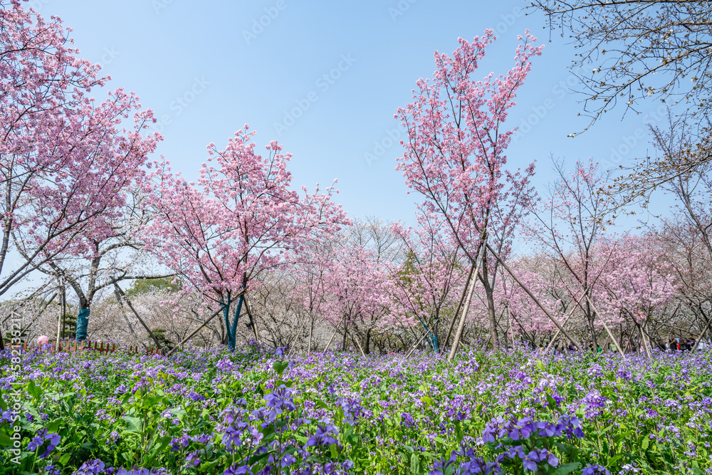 Pink cherry blossoms blooming in East Lake Park, Wuhan, China