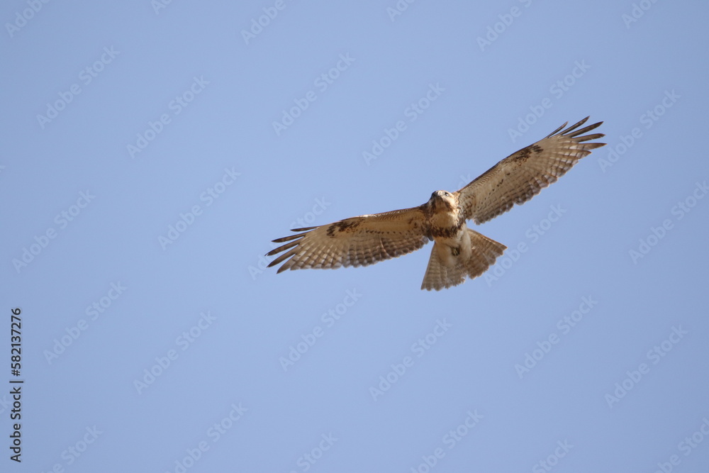 Fototapeta premium osprey in flight