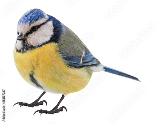 Blue Tit (Cyanistes caeruleus), Titmouse, PNG,  isolated on transparent background © Robin