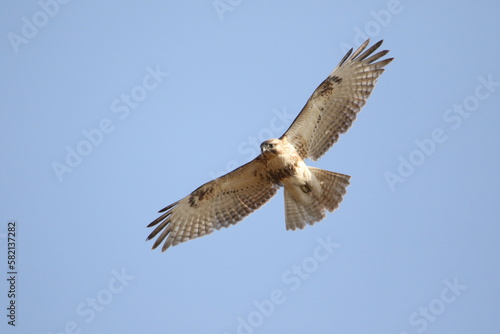 osprey in flight © Shun