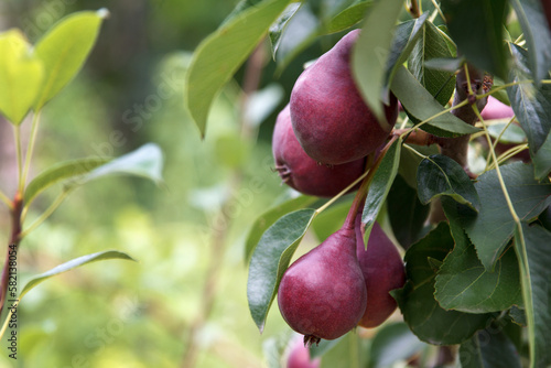 Red appetizing high quality pears grow and ripening on a tree in a beautiful fruit garden