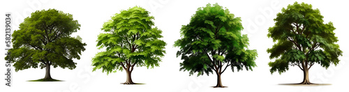 green tree isolated on blank background PNG