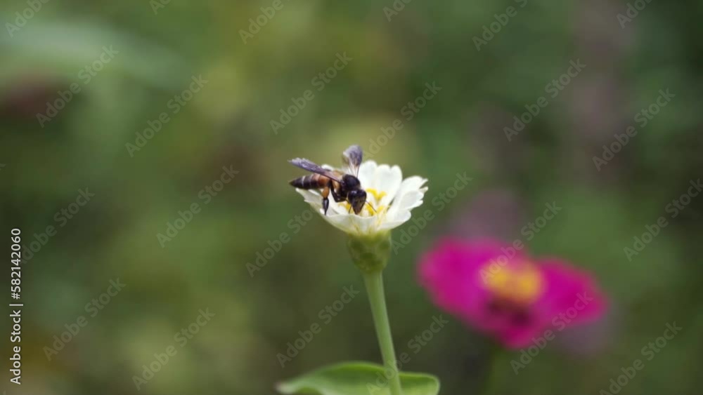 honey bee feeding on a white zinnia swaying in the wind in the garden honey bee feeding on a white zinnia swaying in the wind in the garden