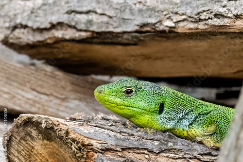 Balcan green lizard or lacerta trilineata on the woods enjoying the sun.