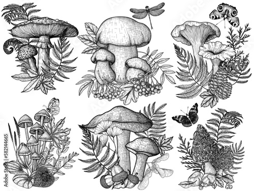 Vector set of mushrooms in the forest in the style of engraving. Graphic linear fly agaric and white mushroom, mycena, chanterelles, boletus, morel surrounded by plants, berries, acorns, insects 