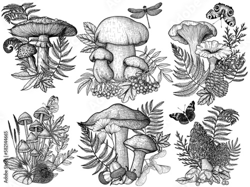 Vector set of mushrooms in the forest in the style of engraving. Graphic linear fly agaric and white mushroom, mycena, chanterelles, boletus, morel surrounded by plants, berries, acorns, insects
