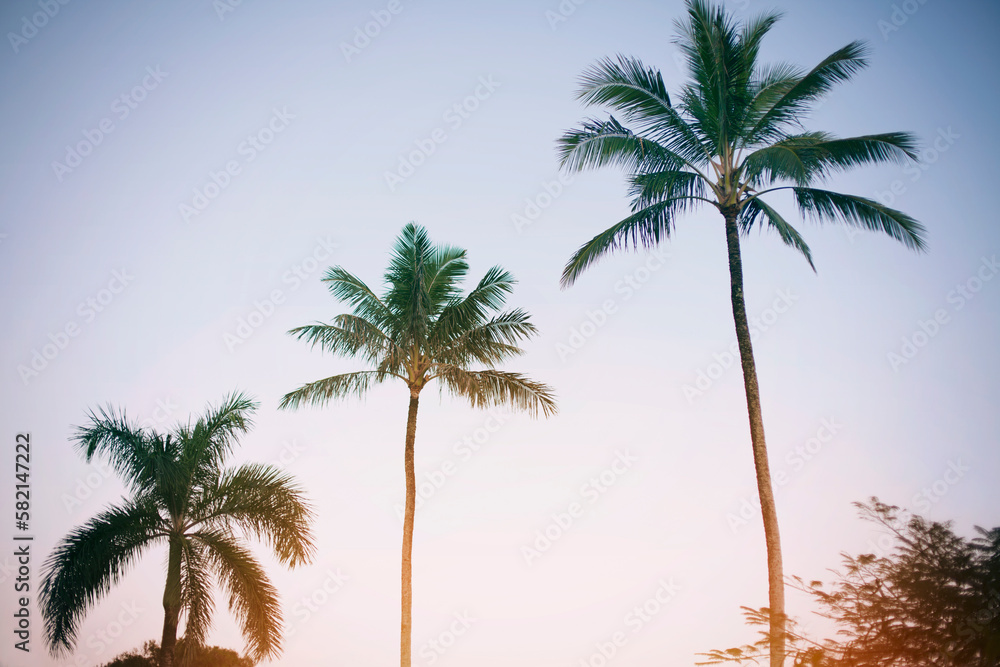 Fototapeta premium 3 palms
