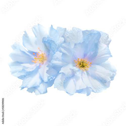 Blue sakura cherry flowers in PNG isolated on transparent background