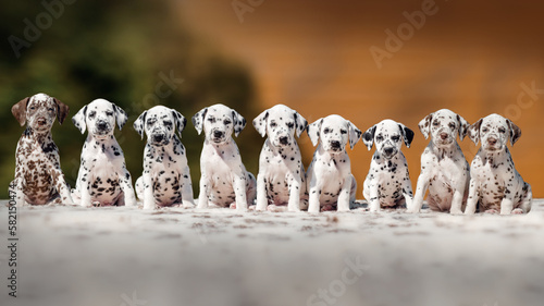 Fotografía cute group photo of Dalmatian puppies on an orange background