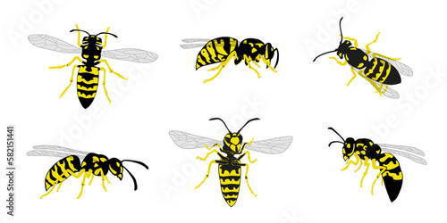 various wasp
