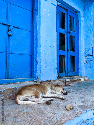 Dog in blue streets of jodhpur  © Marina