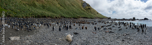 View from the King penguins colony at Sandy bay, Macquarie Islsnd, Australia. © Johannes Jensås