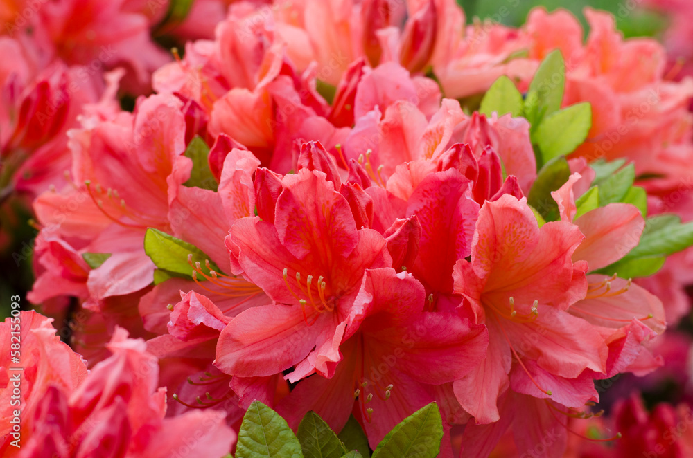 Blooming azalea. Red floral backdrop. Spring flowers texture. Azalea flowering bush. Orange pink color.
