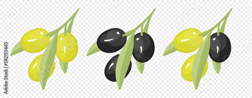 Olive tree branch with olive fruits illustration. Green olives tree branch with olive vegetable tree fruit vector design. Extra virgin olive oil