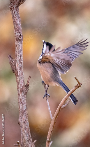 Chickadee flying with seed in the mouth