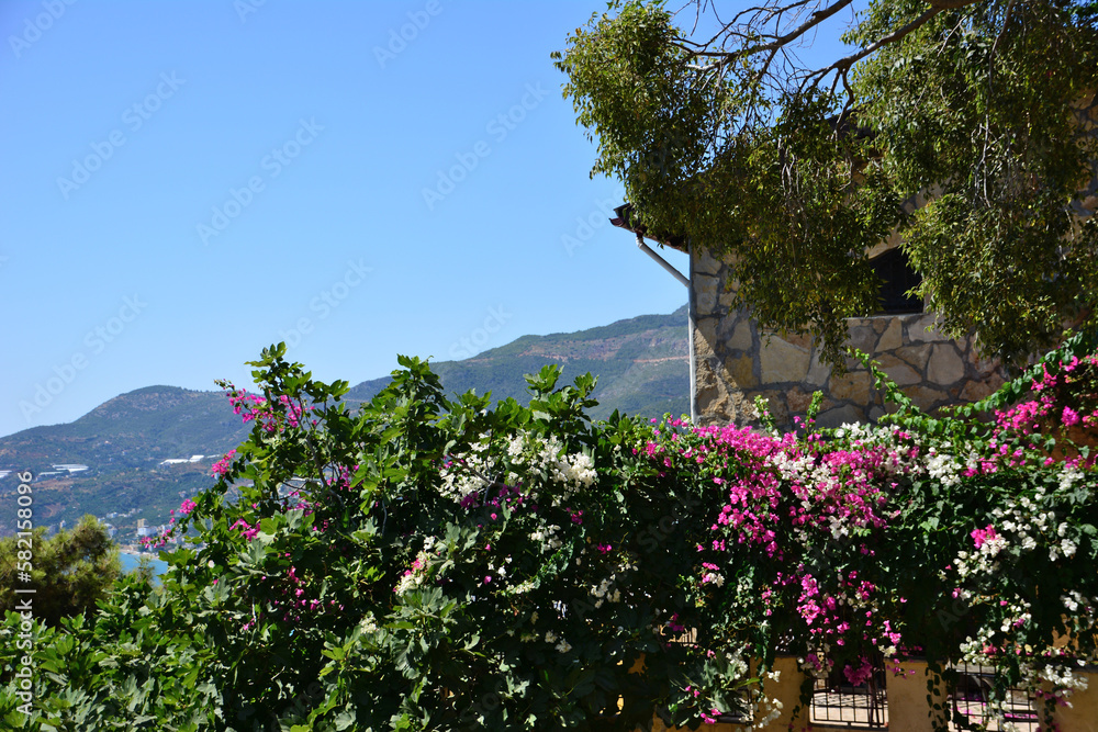 A balcony with bougainvillea flowers and a mountain in the background in sunny day