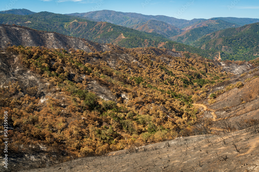 Damage from Forest Fire at Las Padres National Forest Damage from Forest Fire at Las Padres National Forest