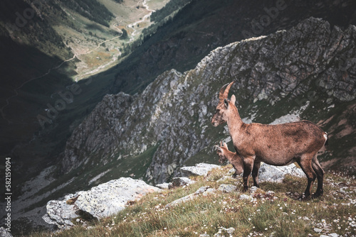 ibex in the mountais