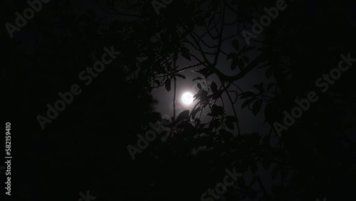 Scary full moon at night through trees and leaves.