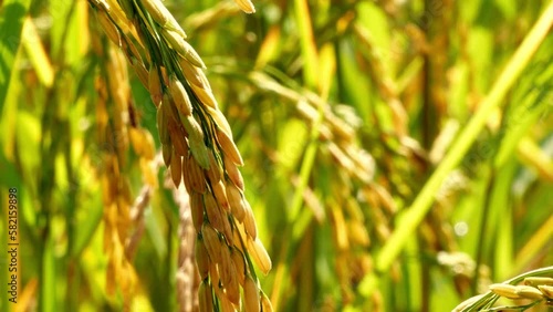Rice plant, ripe paddy , asian rice in the field.