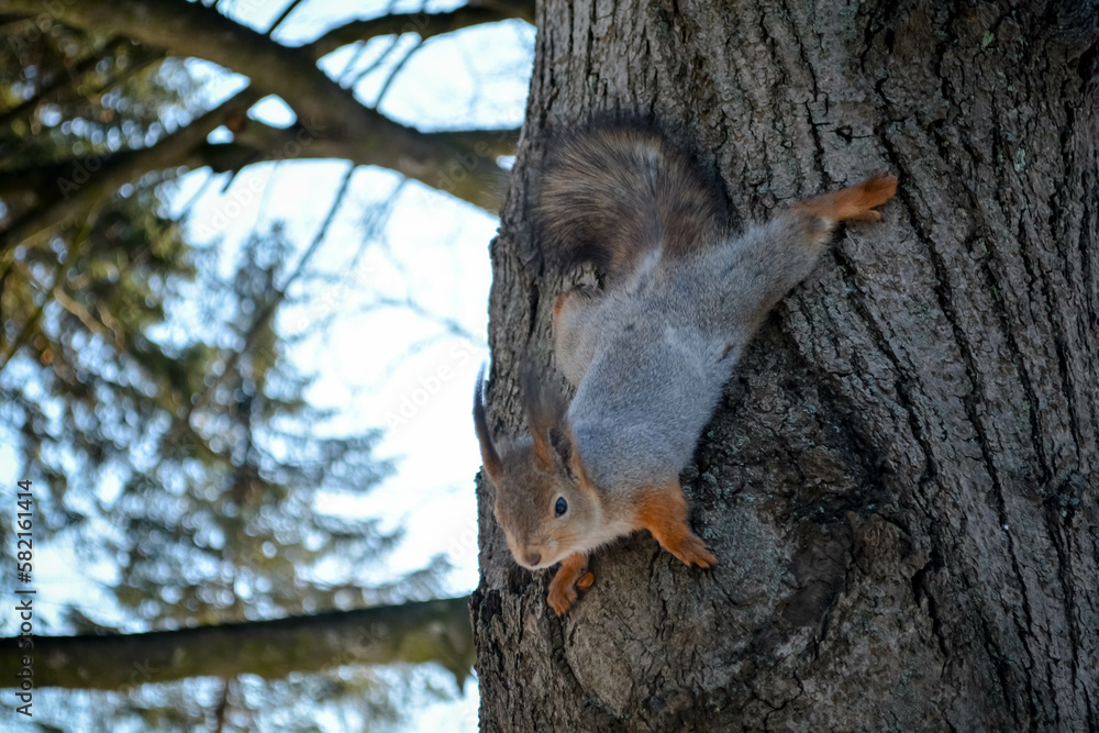 Fototapeta premium squirrel on tree