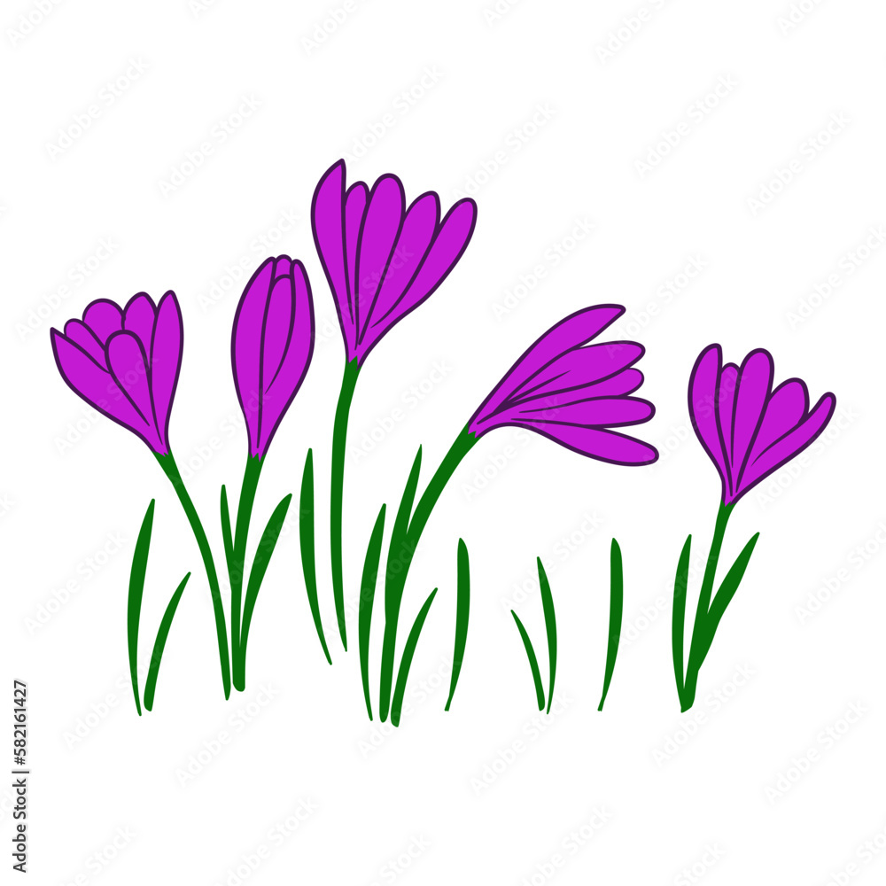 Colorful illustration of crocus, first spring flowers Colorful illustration of crocus, first spring flowers