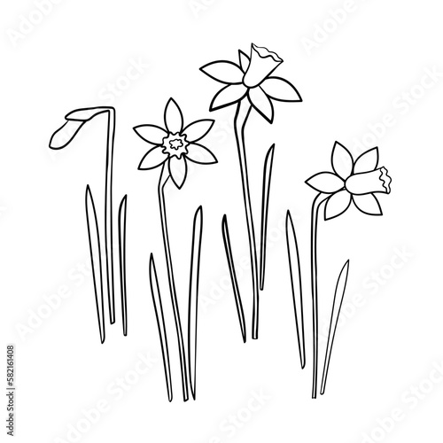 Outline set illustration of daffodilіs, the first spring flowers