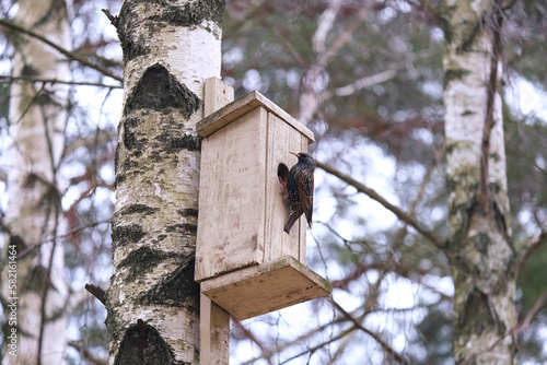 Starling sitting on a beige birdhouse on a birch view 3