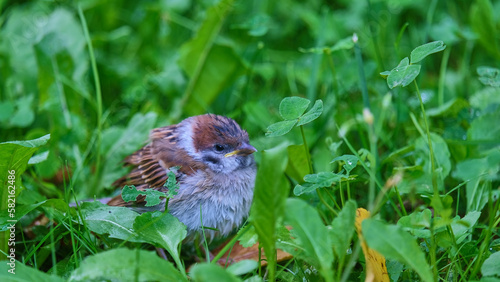 young sparrow sitting in green grass view 4