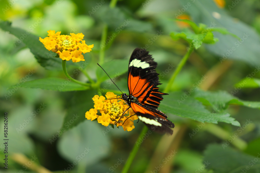 Plain Tiger Butterfly on top of a Orange and Yellow Flowers in a Nature Plain Tiger Butterfly on top of a Orange and Yellow Flowers in a Nature