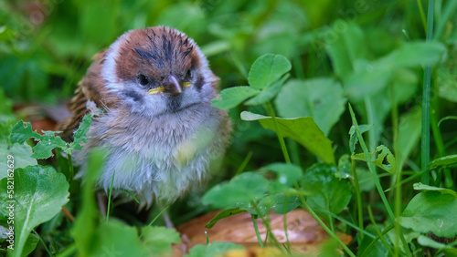 young sparrow sitting in green grass view 8