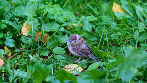young sparrow sitting in green grass view 2