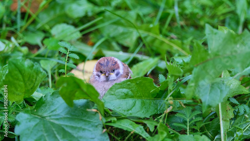 young sparrow sitting in green grass and leaves