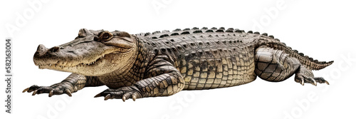 A crocodile isolated on transparent background - Generative AI photo