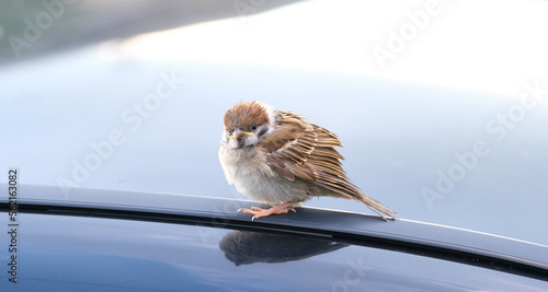 young sparrow sitting on the roof of a car