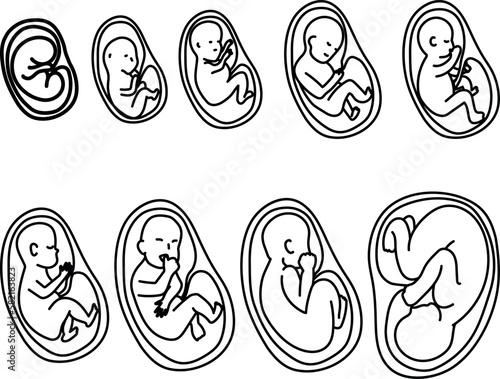 Human fetus development stages line art.