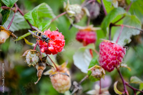the wasp eats raspberries