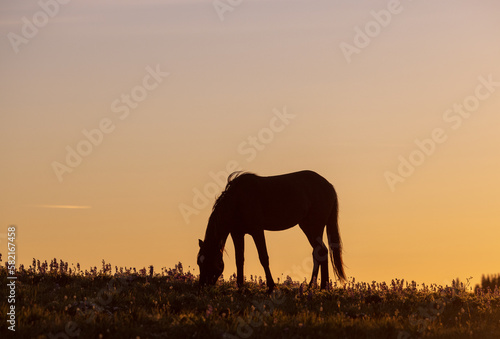 Wild Horse at Sunset in the Pryor Mountains Montana in Summer © natureguy