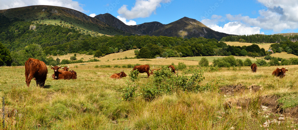 Beautiful mountain landscape with a herd of Salers cows breed in the mountain pasture. Beautiful mountain landscape with a herd of Salers cows breed in the mountain pasture.