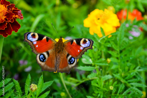 butterfly on a flower