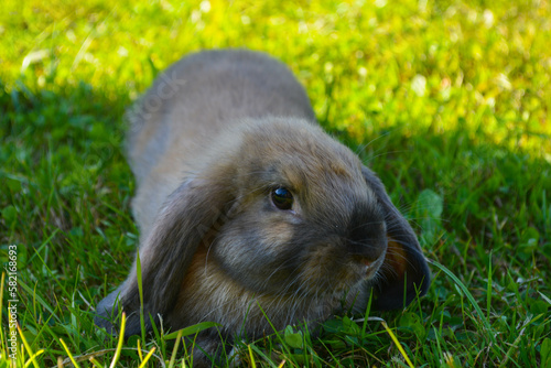 rabbit in the grass