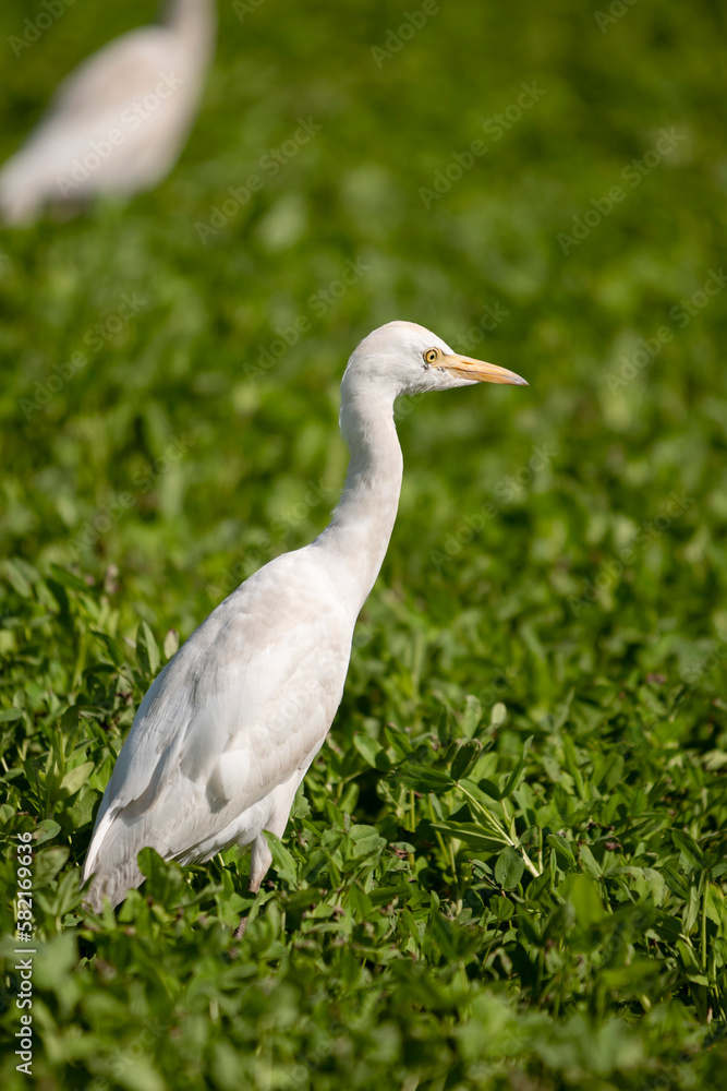 great blue heron