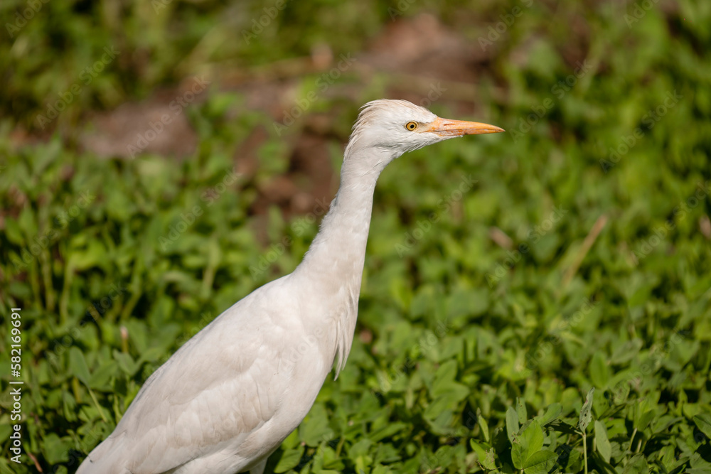grey heron on grass grey heron on grass
