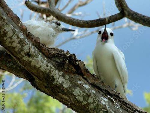 Gygis blanche, nid, oeuf,.Gygis alba, White Tern Seychelles photo