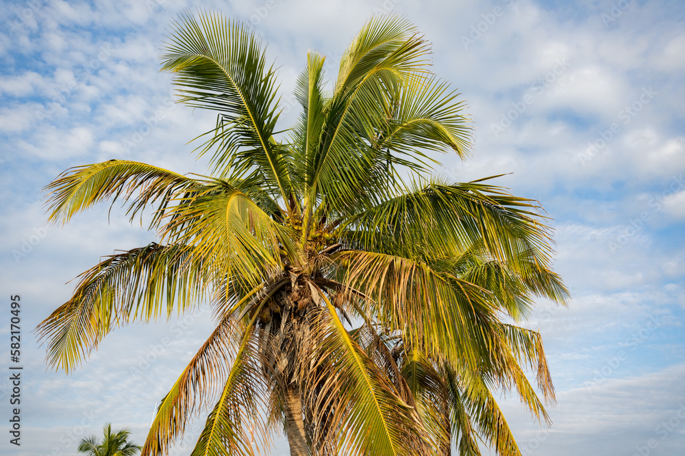 Obraz premium coconut tree