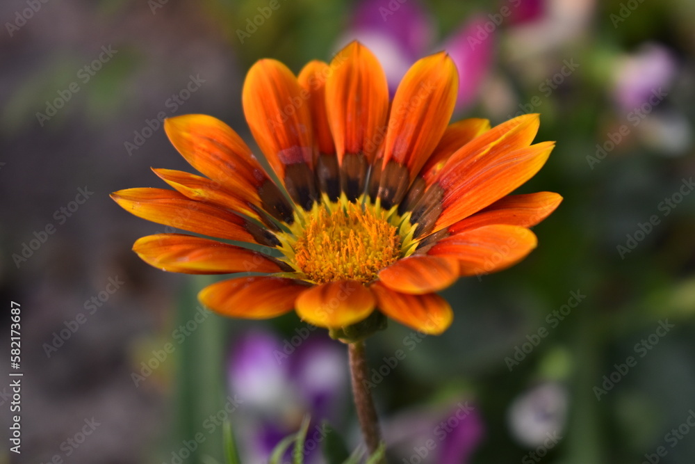 A beautiful Gazania flower in garden A beautiful Gazania flower in garden