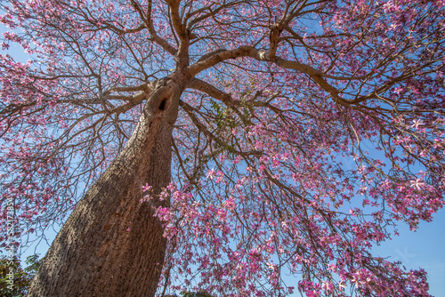 Paineira Rosa (Chorisia speciosa) - Bombacaceae - Kapok